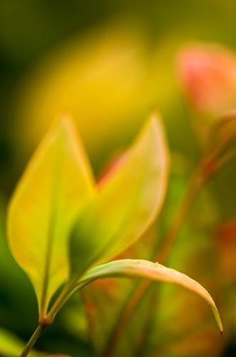 Abstract;Abstractions;Botanical;Dew;Herb;Leaf;Leafy;Shrub;Soft Focus;Textures;Vein;Warm Colors;Warm Palette;Warm Tones;Water;Yellow;botanicals;botany;color;damp;dewy;drop;droplet;flora;foliage;green;greenery;herbage;leaves;moisture;patterns;plant;plants;red;shapes;vegetation;wet;yellow